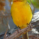 Serin de Sainte-Hélène
