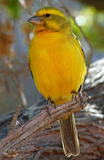 Serin de Sainte-Hélène