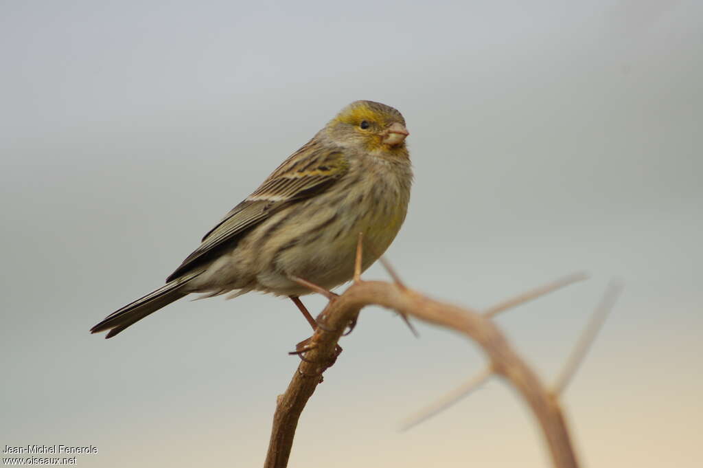 Atlantic Canary female adult, identification