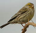 Serin des Canaries