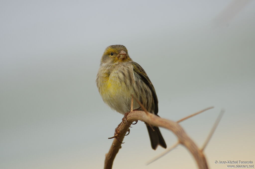 Atlantic Canary female adult