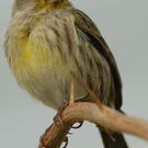 Serin des Canaries