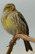 Serin des Canaries