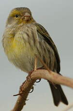 Serin des Canaries