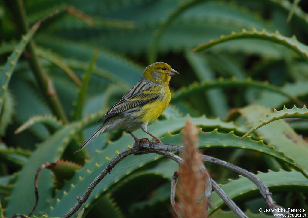 Atlantic Canary male adult