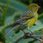 Atlantic Canary