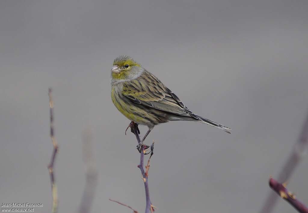 Atlantic Canary male