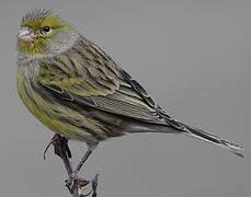 Atlantic Canary