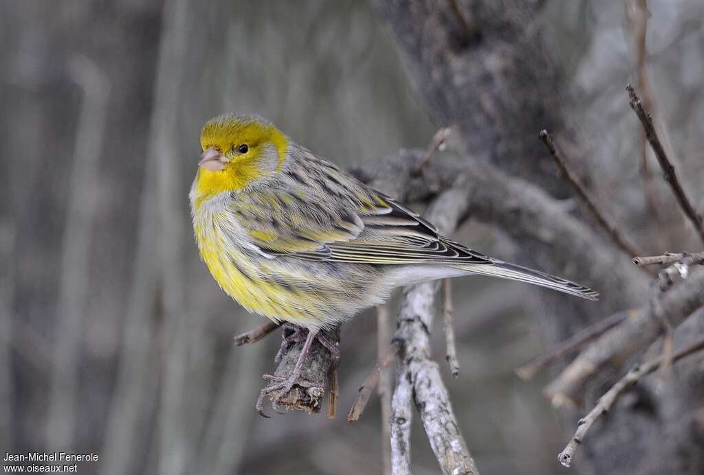 Atlantic Canary male adult, identification