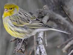 Serin des Canaries