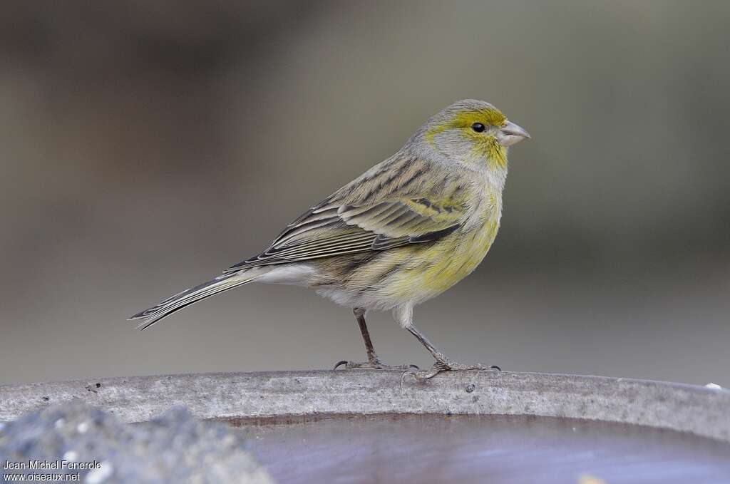 Atlantic Canary female adult, identification