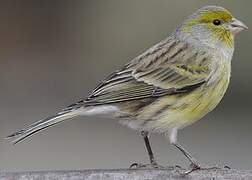 Serin des Canaries