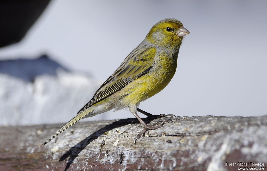 Serin des Canaries