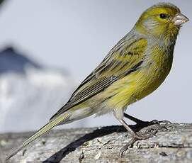 Serin des Canaries