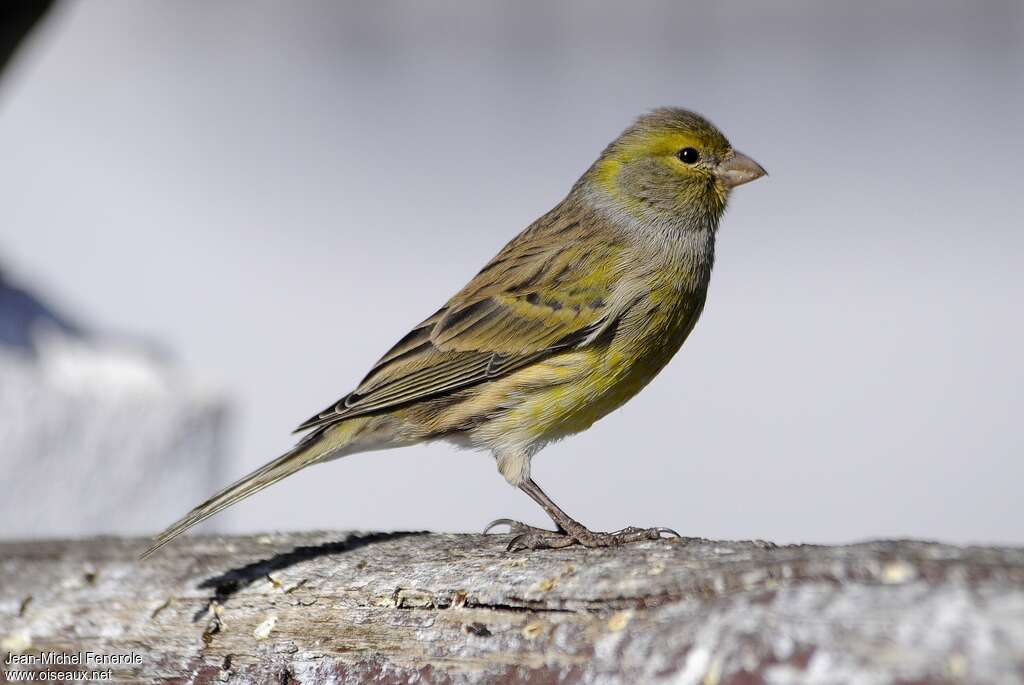 Serin des Canaries mâle, identification