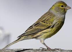 Serin des Canaries