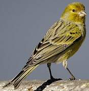 Serin des Canaries