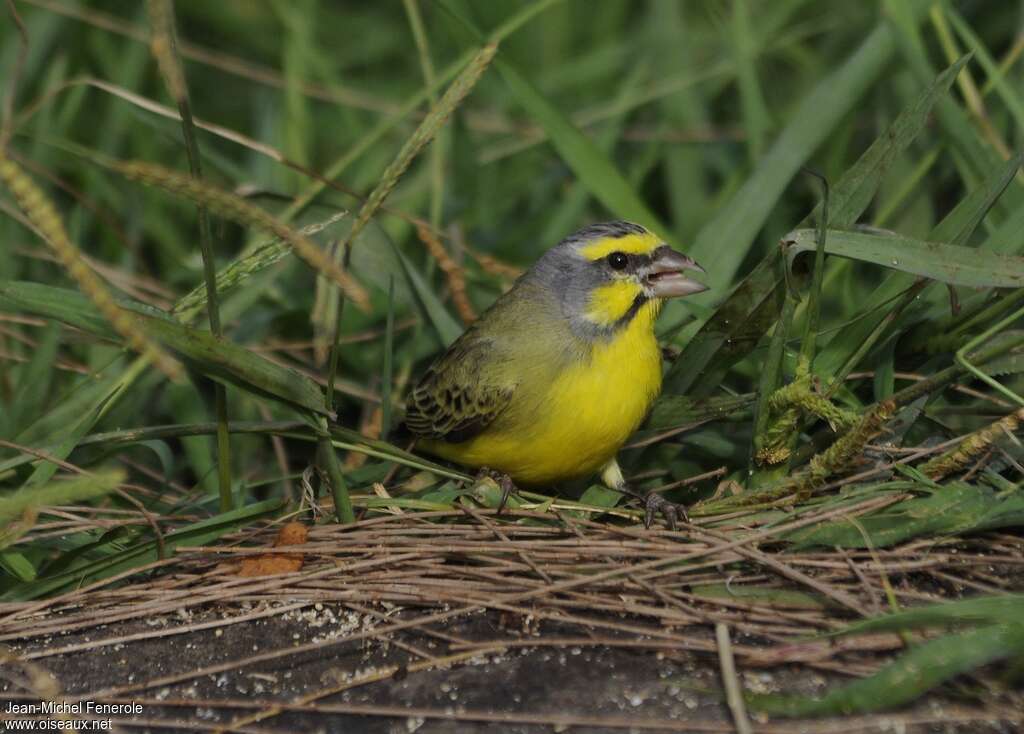 Yellow-fronted Canary male adult, close-up portrait