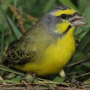 Yellow-fronted Canary