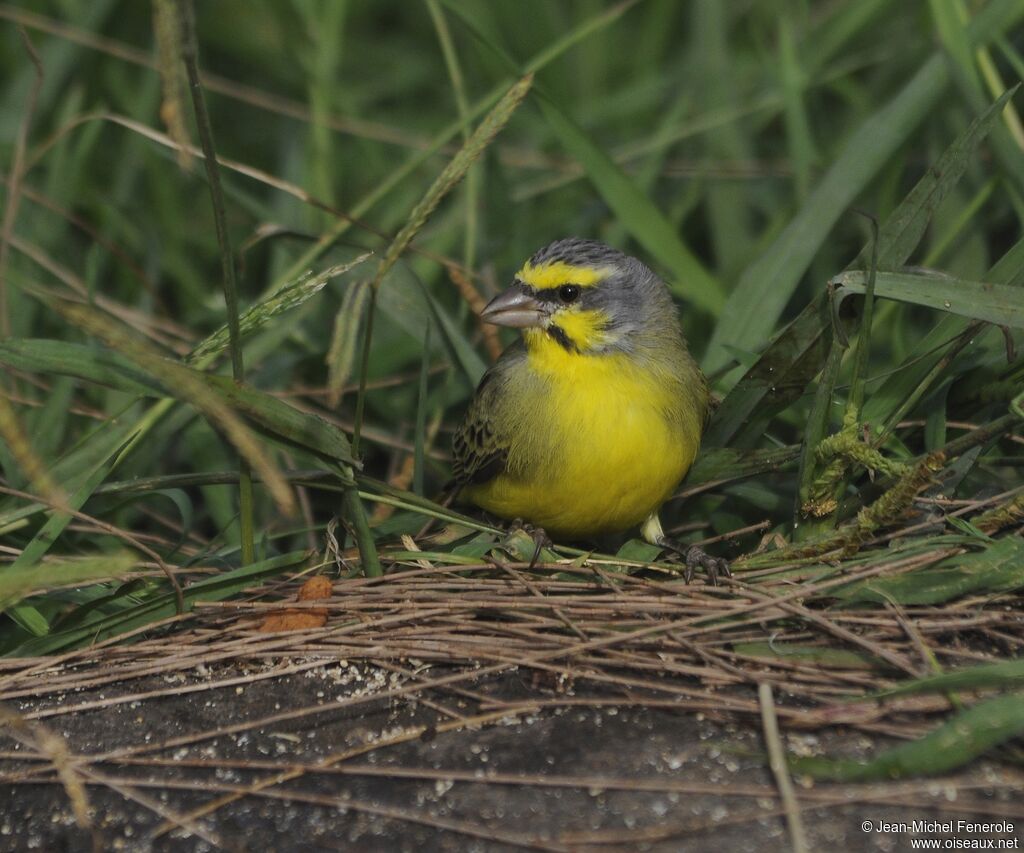 Yellow-fronted Canary