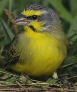 Yellow-fronted Canary