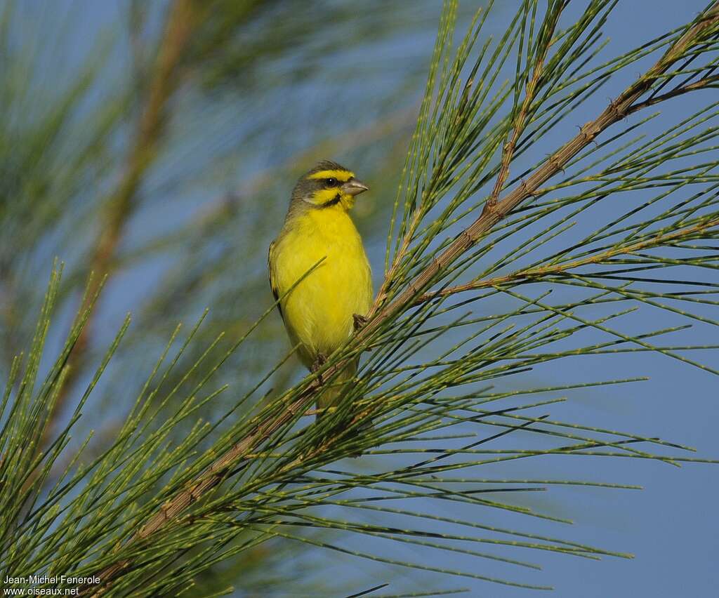 Serin du Mozambiqueadulte, pigmentation