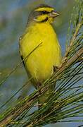 Yellow-fronted Canary