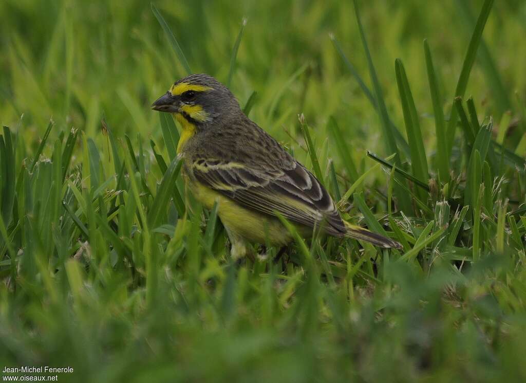 Serin du Mozambique, identification