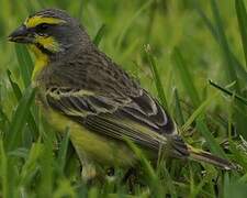 Yellow-fronted Canary