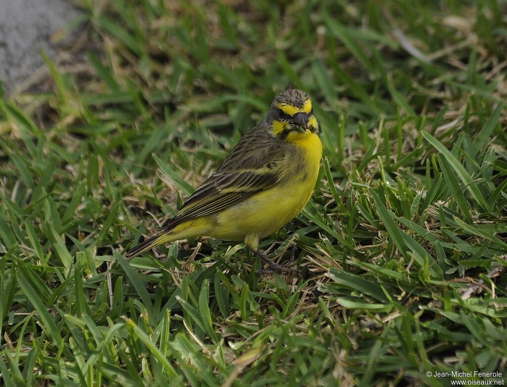 Yellow-fronted Canary