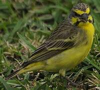 Yellow-fronted Canary