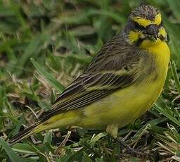 Serin du Mozambique