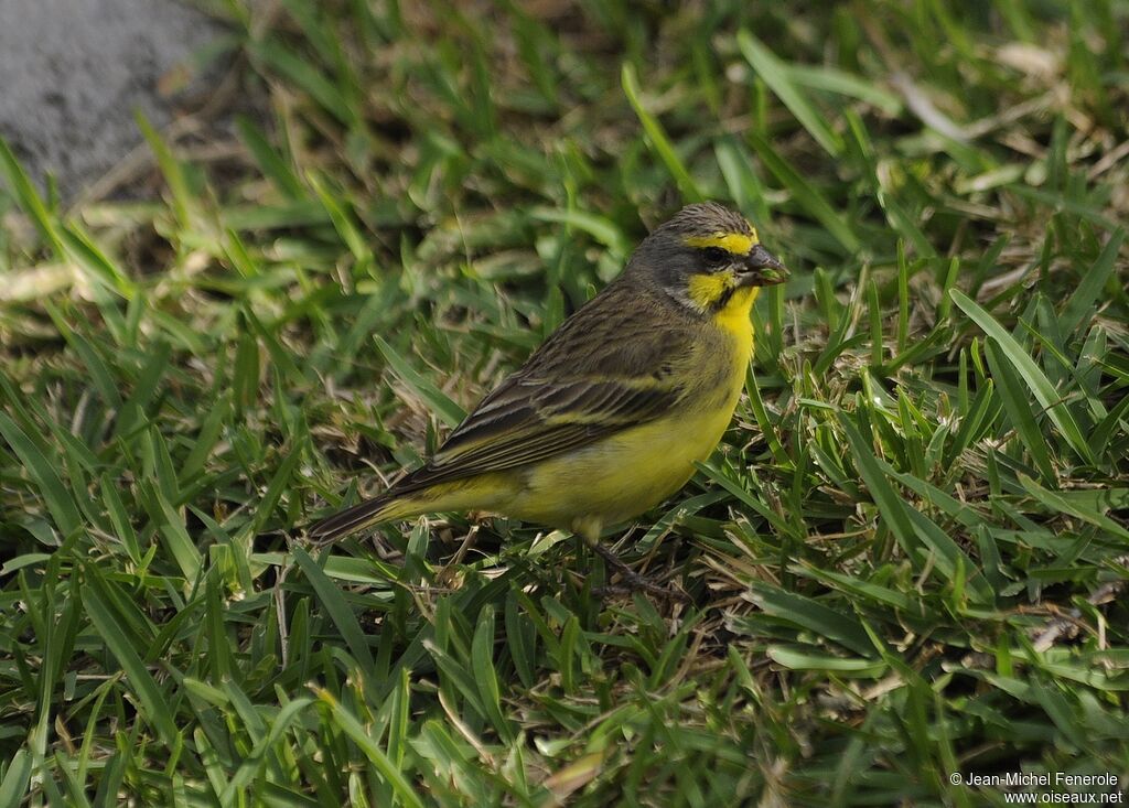 Yellow-fronted Canary