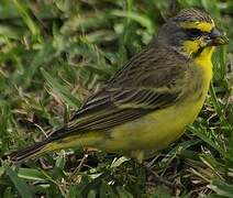 Yellow-fronted Canary