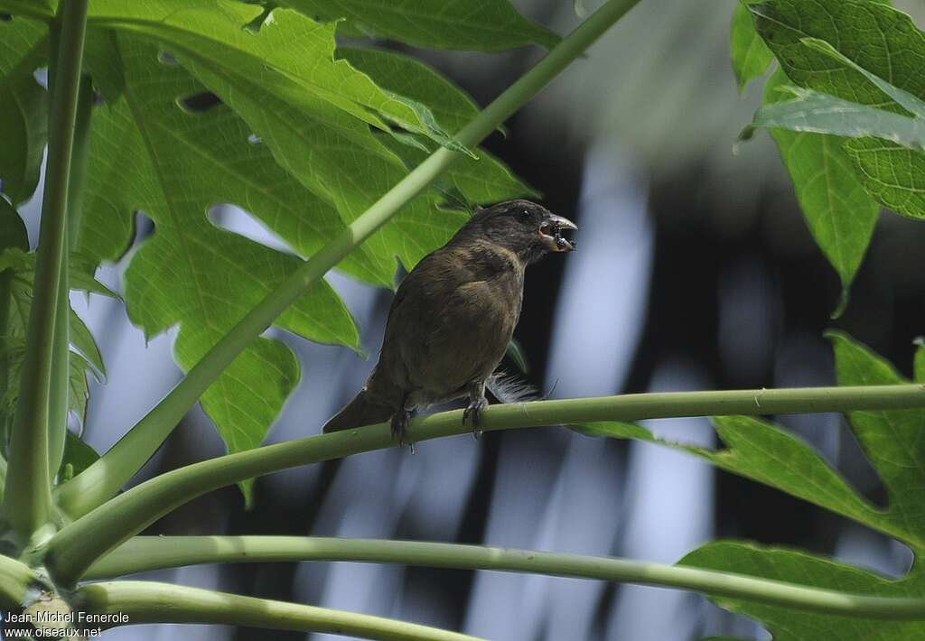 Principe Seedeater