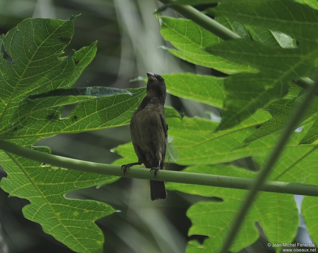 Principe Seedeater