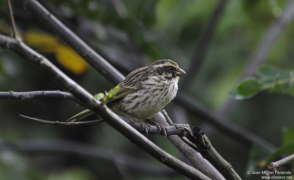 Serin strié