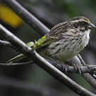Serin strié