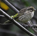 Serin strié