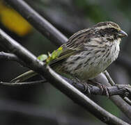 Serin strié