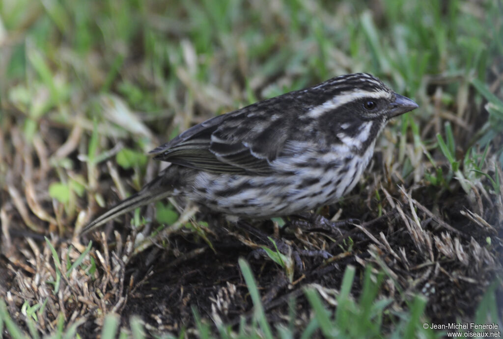 Serin strié