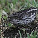 Serin strié