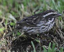 Streaky Seedeater