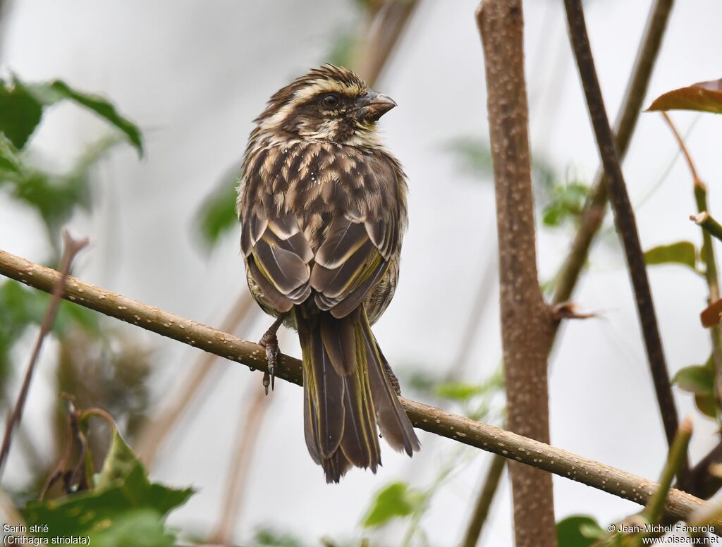 Serin strié