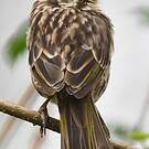 Serin strié