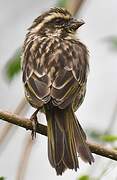 Streaky Seedeater