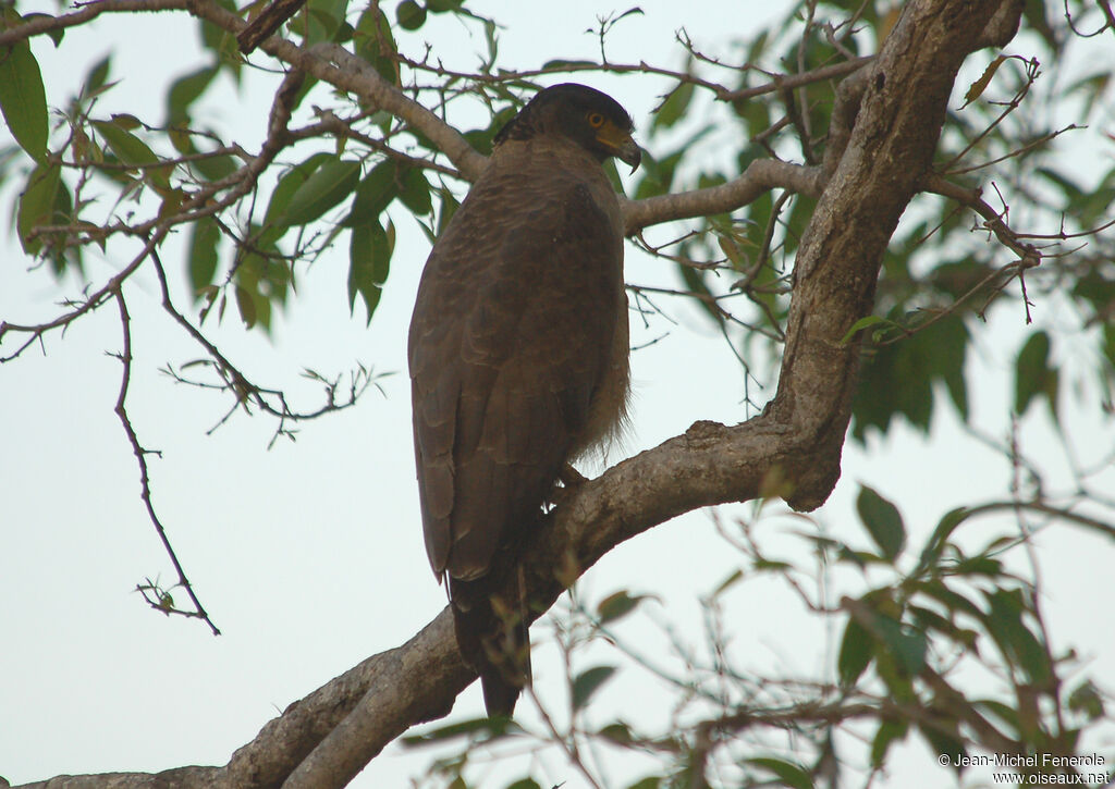 Crested Serpent Eagle