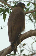 Crested Serpent Eagle