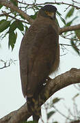 Crested Serpent Eagle