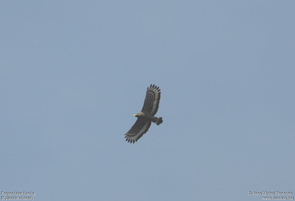 Crested Serpent Eagle